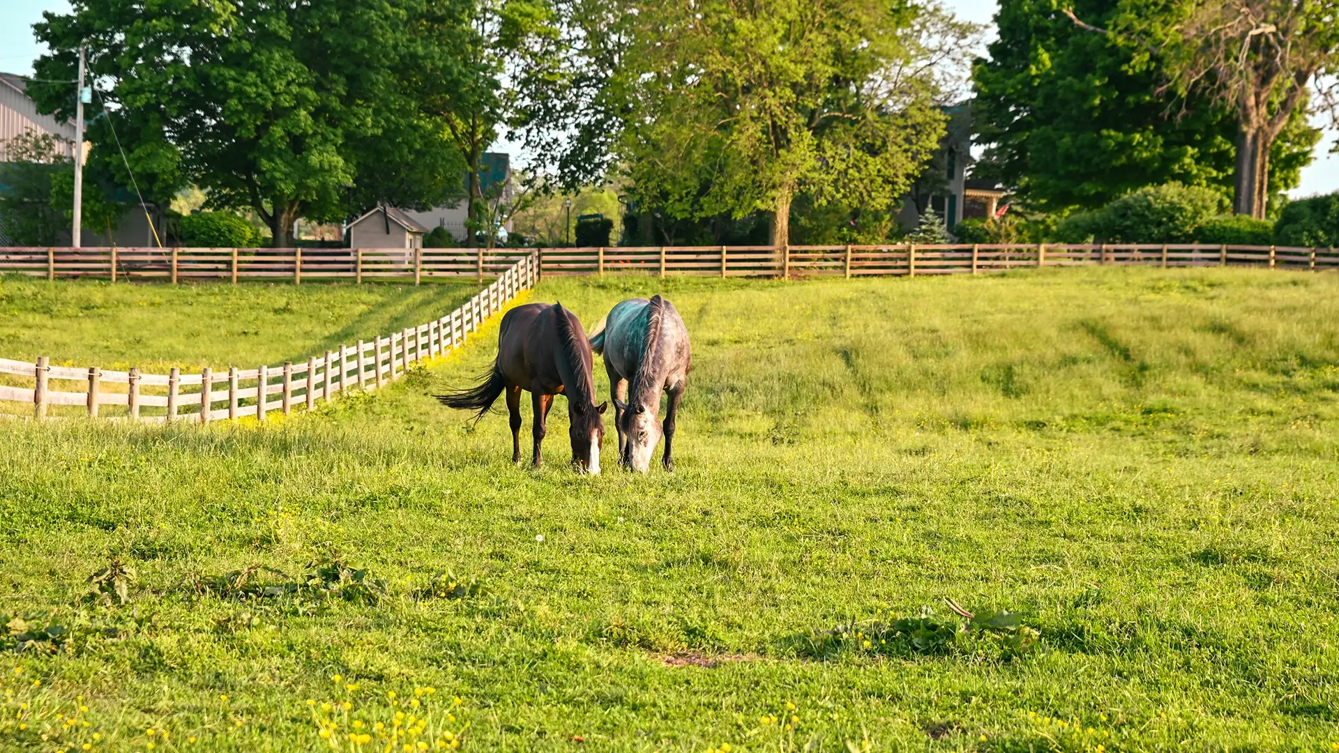 horse-farm-johnstown-ohio horse farm in Monroe Township